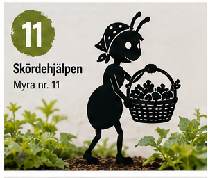 Myra nr 11 – Skördehjälpen
